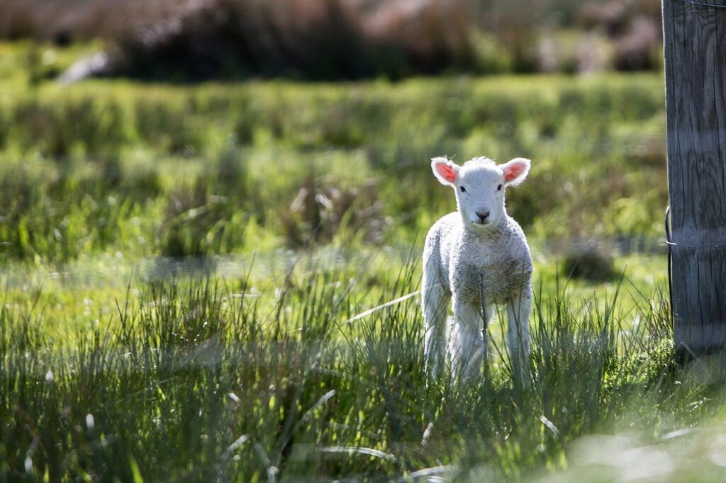 lamb, baby animals, sheep